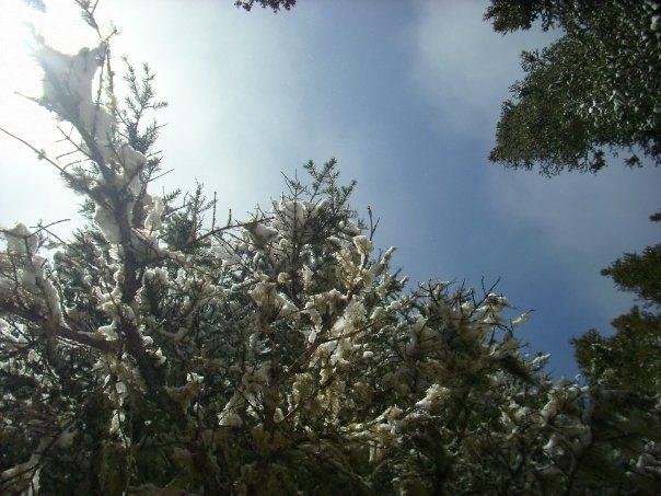 Looking through the trees at the sky.