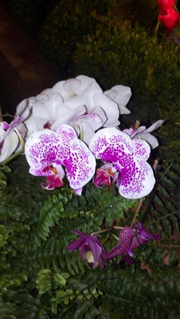 Spring has sprung at the Home and Garden Show. Beautiful gardens!