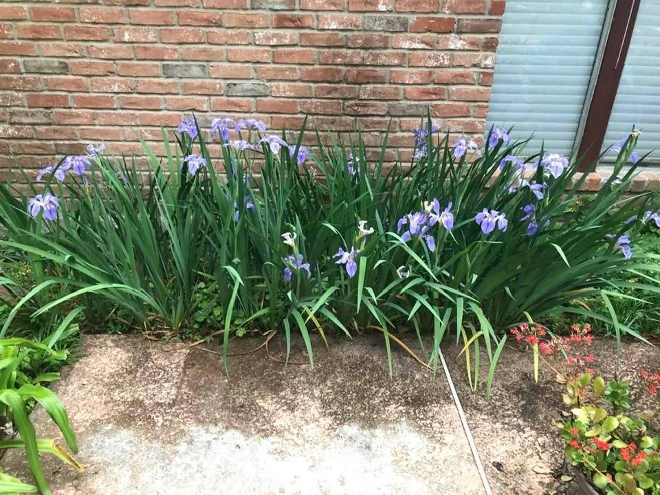 Irises in backyard.