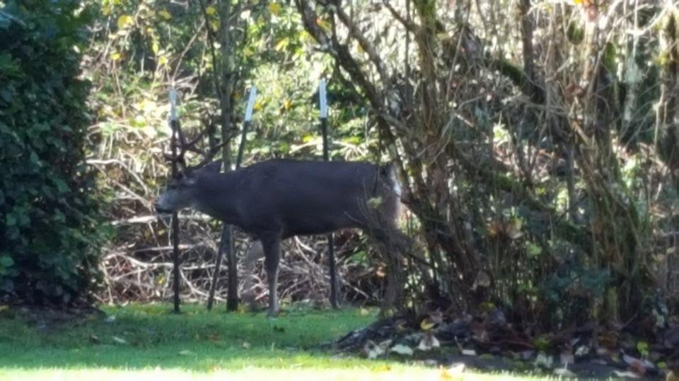 In the backyard just now.