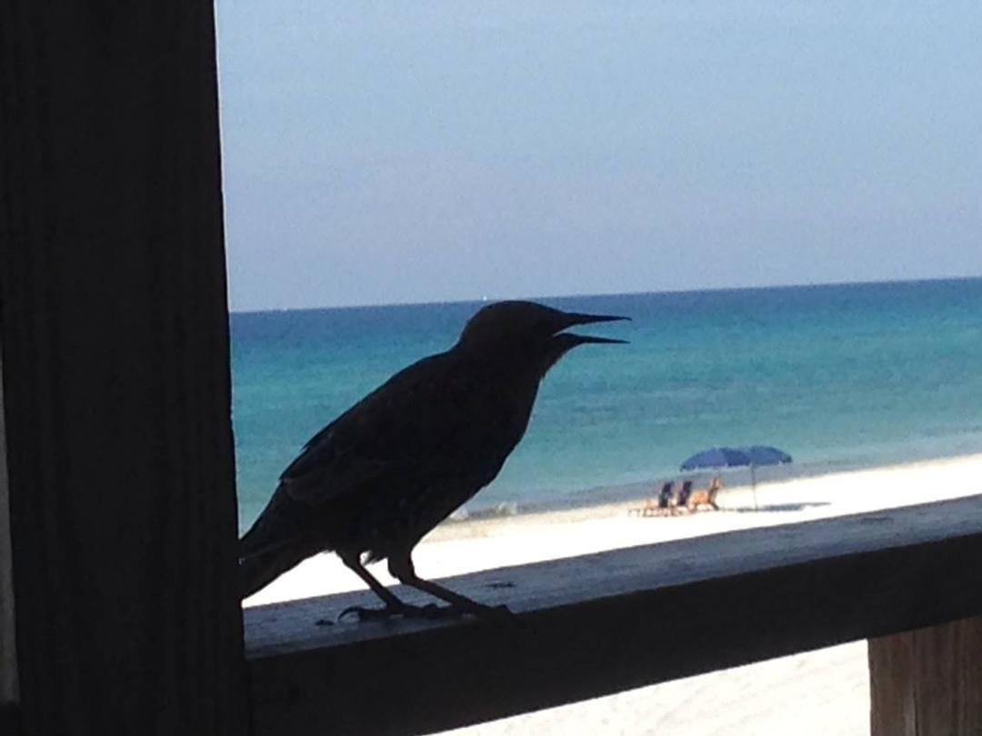 Breakfast at the beach. This brave bird is singing for a handout.