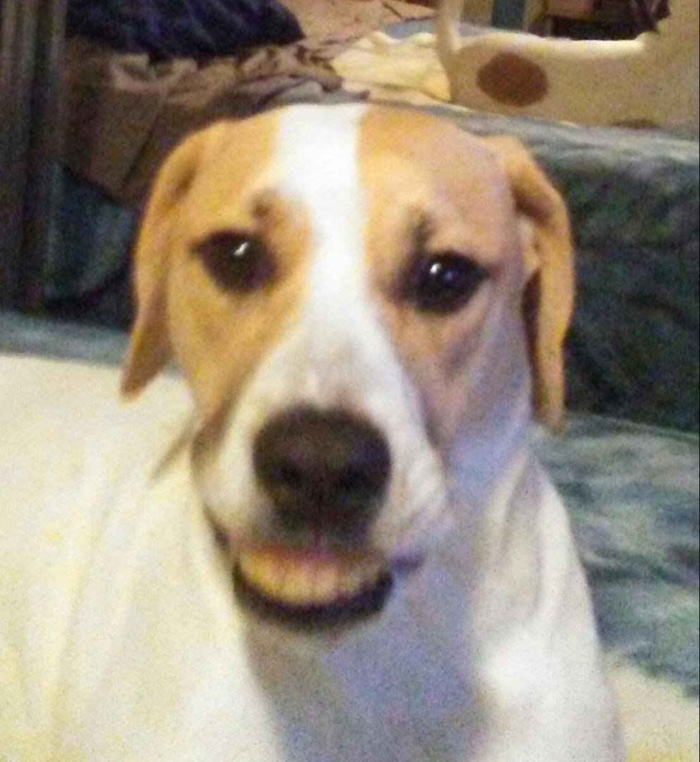 They say people's pets look like them..I didnt think Duke looked like me at all..then he smiled and ..THAT'S MY SMILE. !