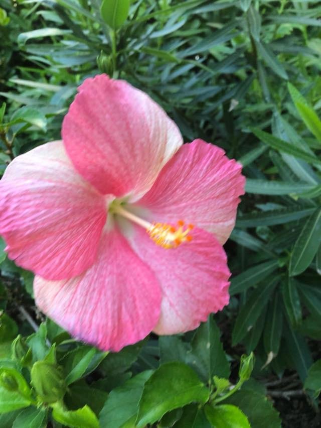 Suzanne Schutz's album, Mobile Uploads