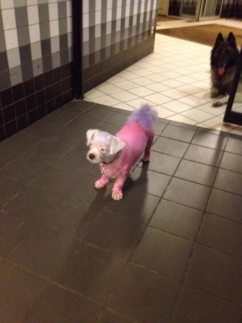 poor pink dog in Paris Grand Palais Police station in the middle of the night!