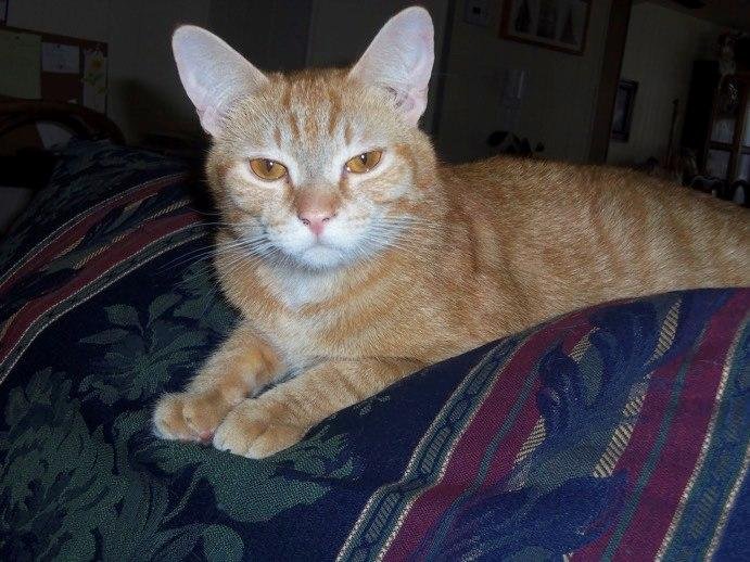 I need your help in finding a new home for my two beautiful orange fur boys! My doc says they have to go…it’s breaking my heart but I know he’s right. They were each rescued and are about 4 months apart in age. Simba came f