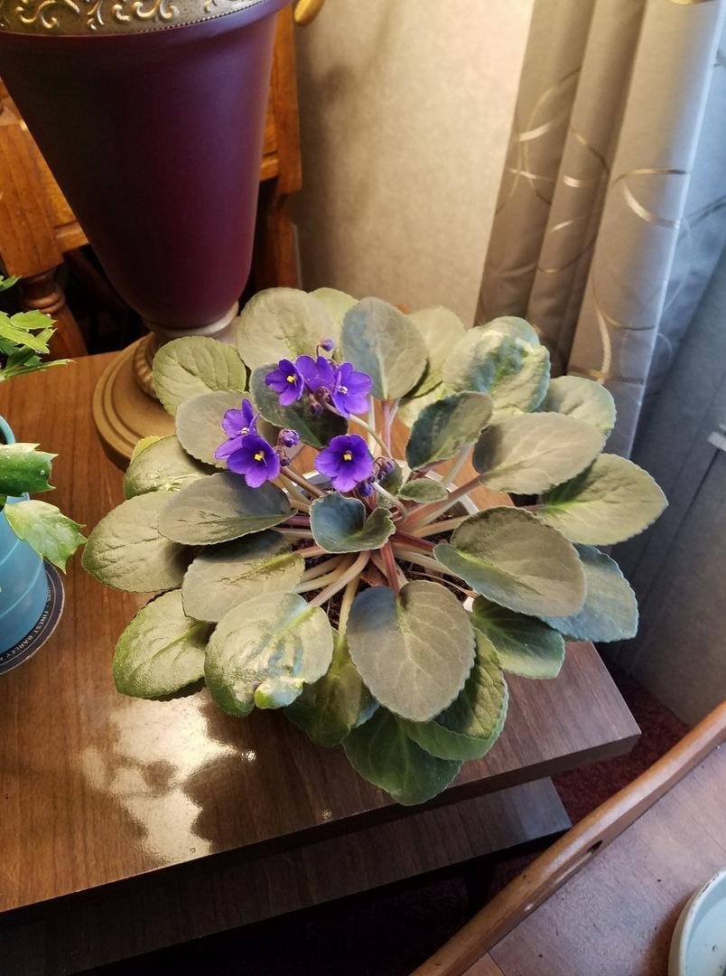 PatriciaSpitler's African Violets.