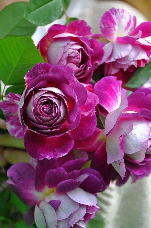 Good Morning all this Magnificent Monday! Lord, our Lord, how magnificent is Your name throughout the earth! You have covered the heavens with Your majesty. Psalms 8:1
I Love You 💗!