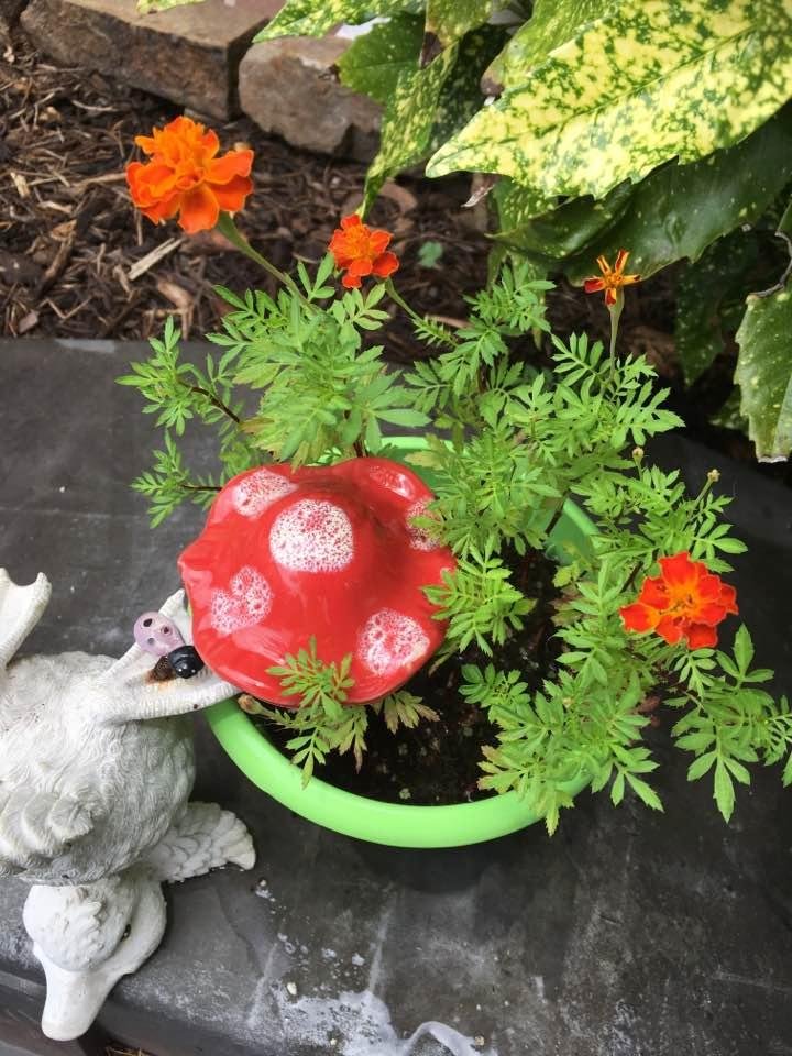 Marigolds from seed