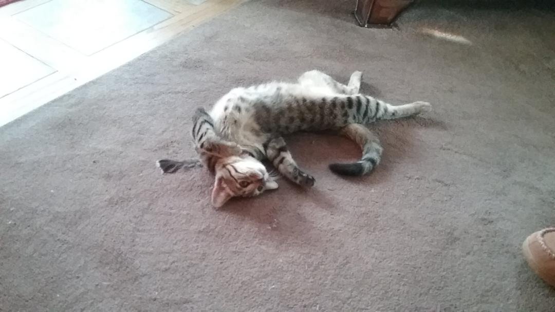 Pat Youngs' album, Timeline photos