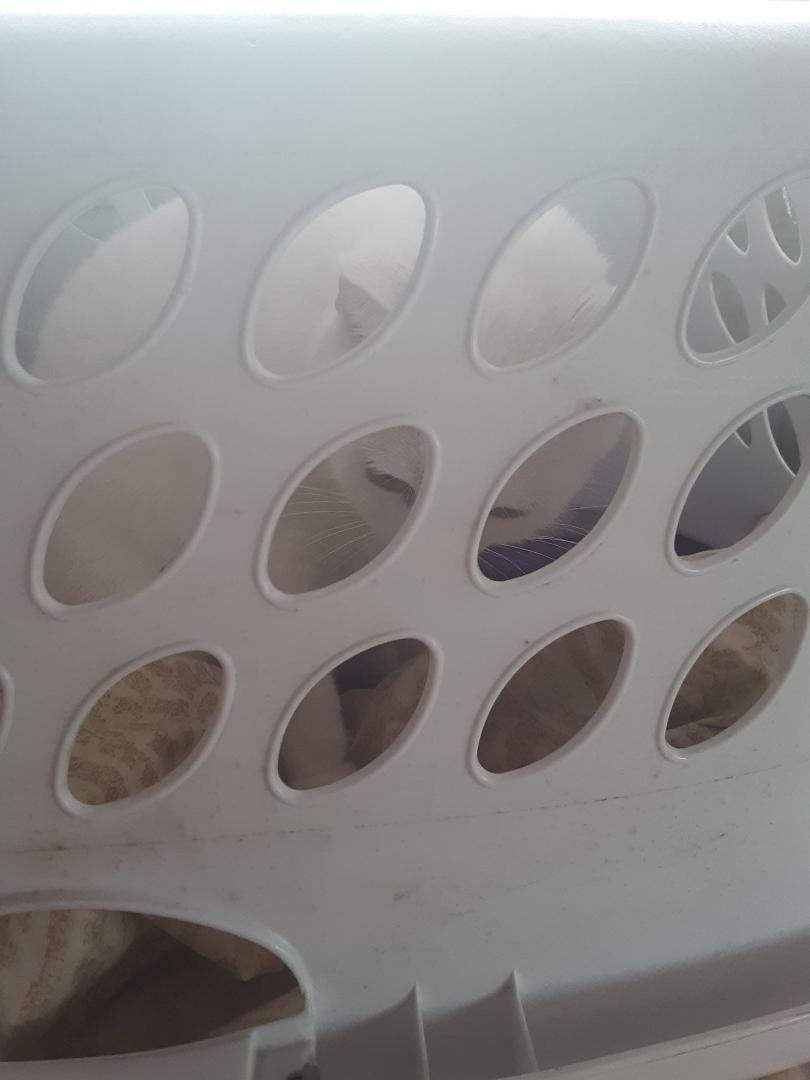 My kitty snowball figure out how to get in this, she likes it LOL