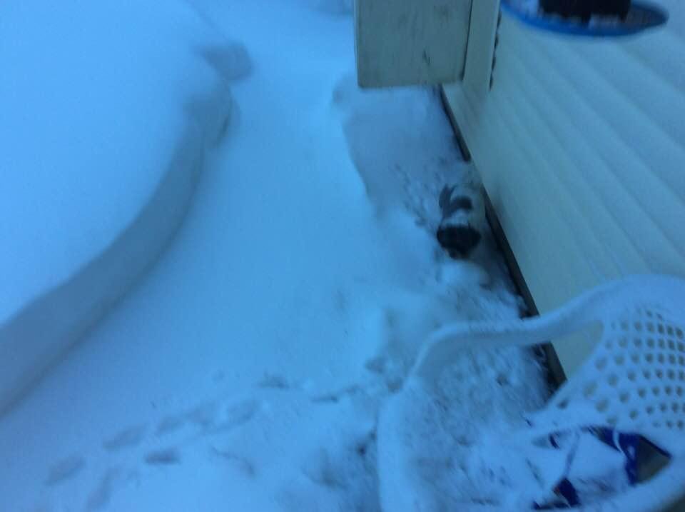 More snow, peeing under the AC
