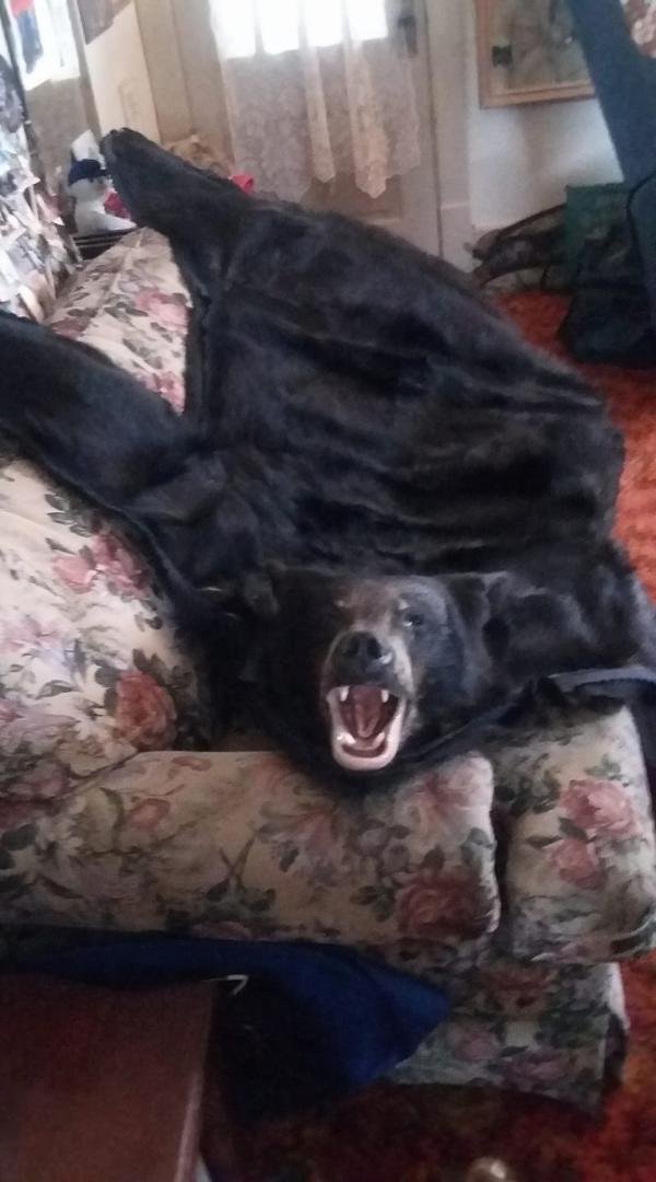 Picked up my bear rug this week-end and thanks to B&B GUIDING in Laona and the great crew of people that travel with them.
I know I can not thank them all they know who they are but if not for Tyler I would never have gott