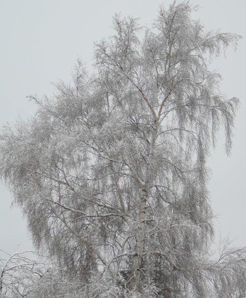 A snowy tree in my neighbors yard. It played very hard to get.