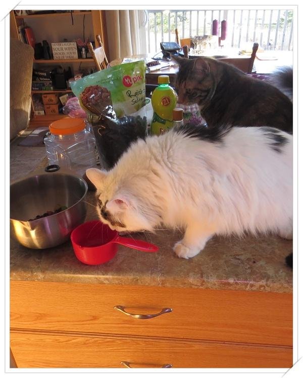 Smidge & Smudge are both wanting to "assist" me with baking.