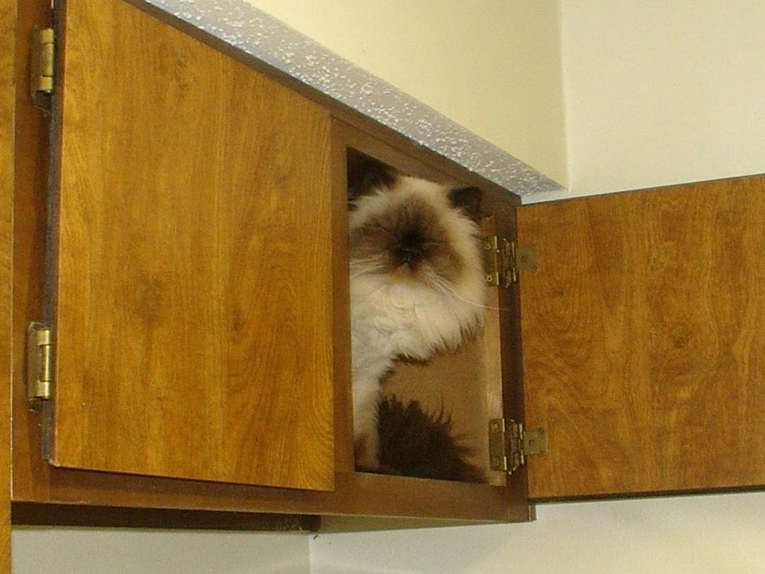 The Queen views her empire from over the refrigerator. It always amazed me that she could get up there.