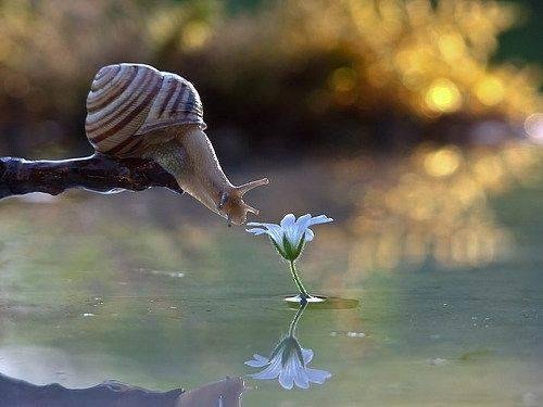 How do folks get photo's like this? So neat!