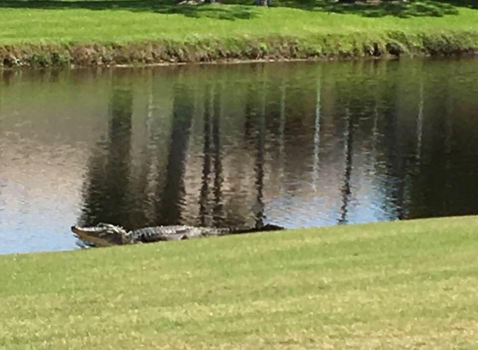 Elvis one of our resident alligators saying “Good Morning”!