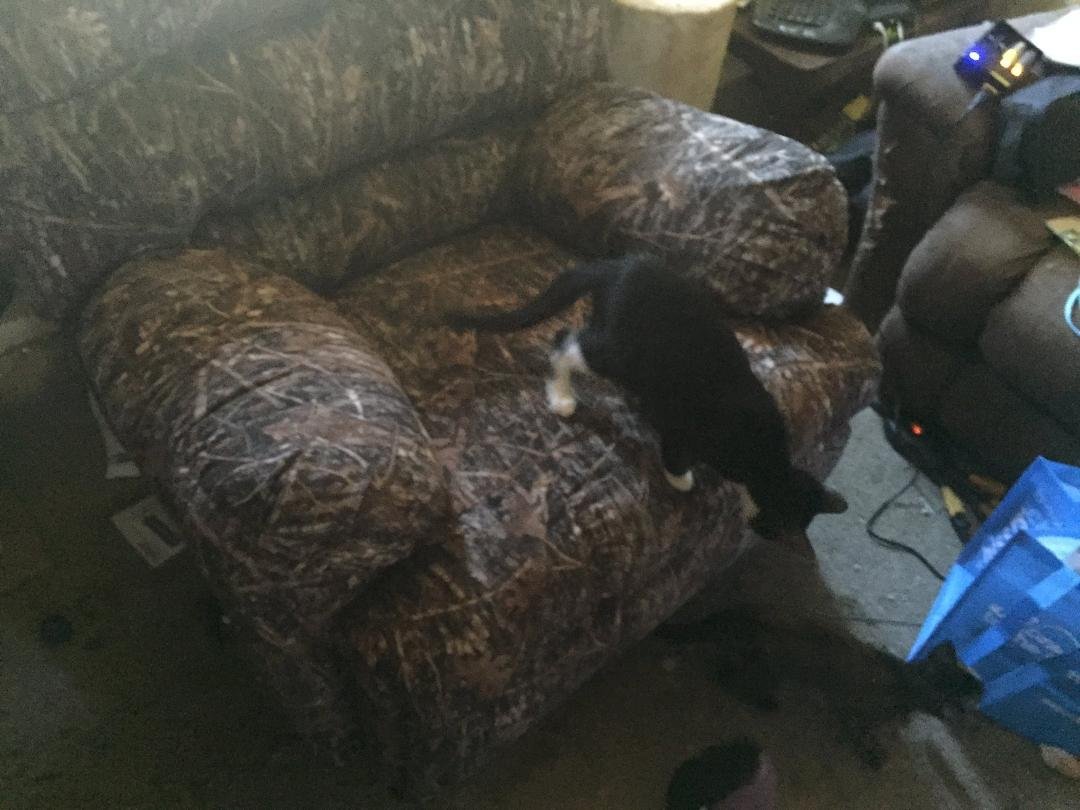our new kittens. rascal and angel, aka derp and ghost.