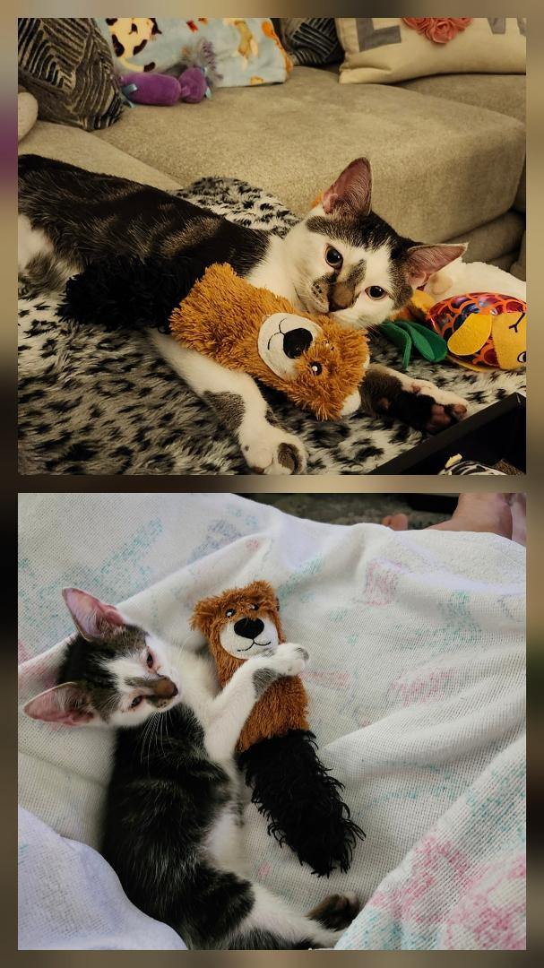 What a cutie! He's growing up so fast! 😽
