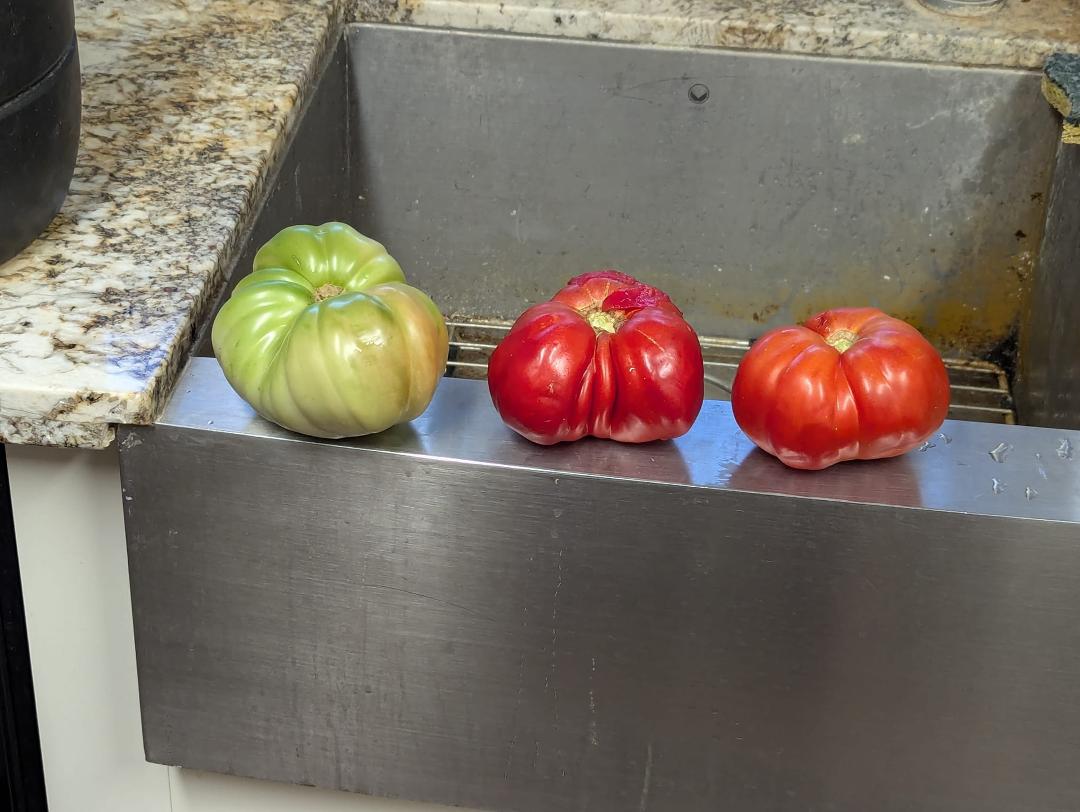 I have been deceived! Multiple YouTube videos and expert consultants say that you have to trim your tomatoes down, thin them out so that your tomatoes turn ripe. If you look at the enclosed picture, the true bright red almo