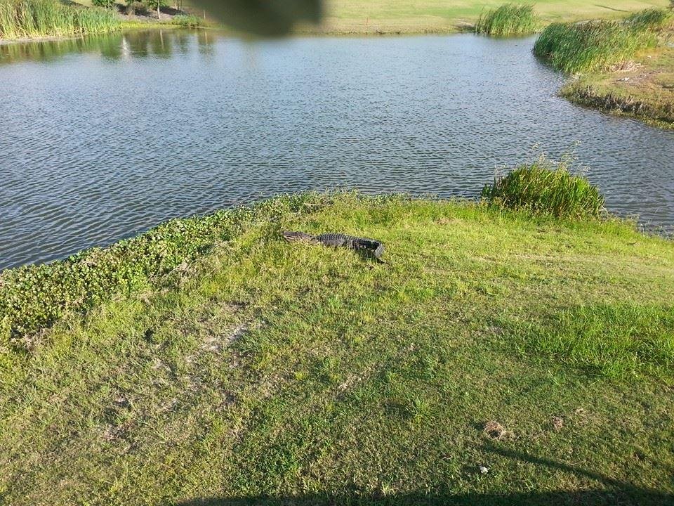 I think he ate mike's golf ball. That means he made a bad shot. Just taking in some sun.