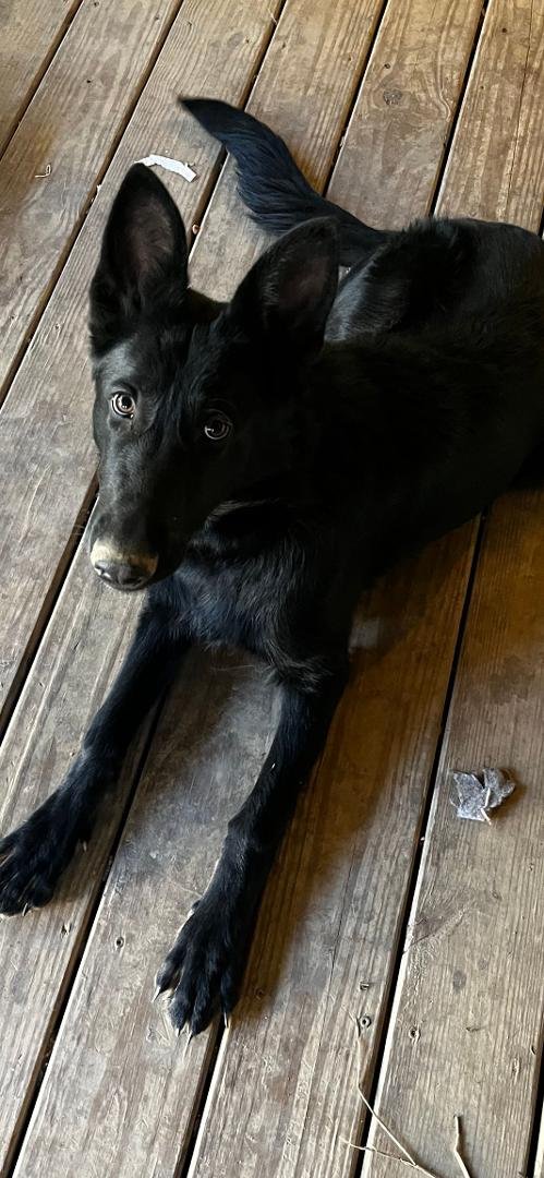 Shadow is 5 months old my baby.