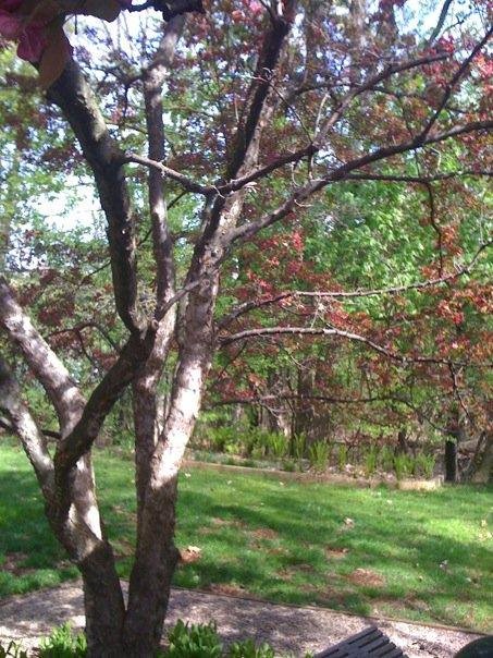 Ferns, blossoms, grass...looks like spring.