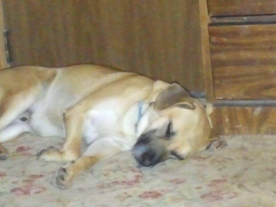 our new family member, thank you to lonoke county animal control