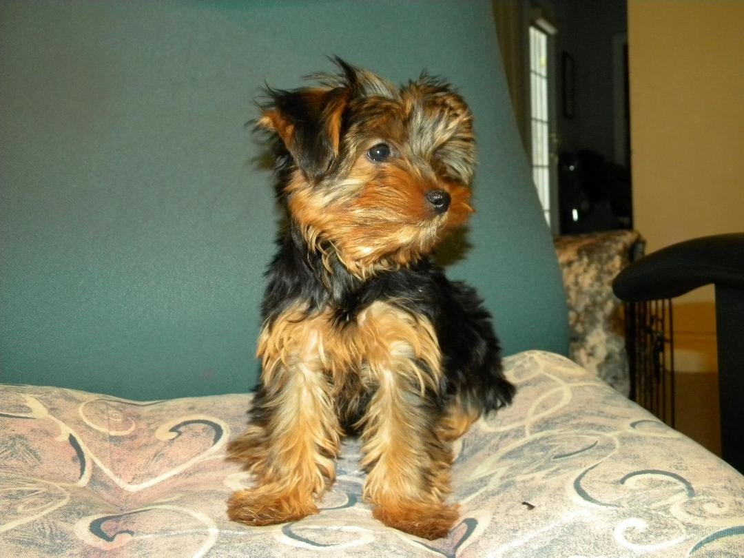 Meet Puddin'  She's a Yorkie.  She is 12 weeks old and been with us for a month.