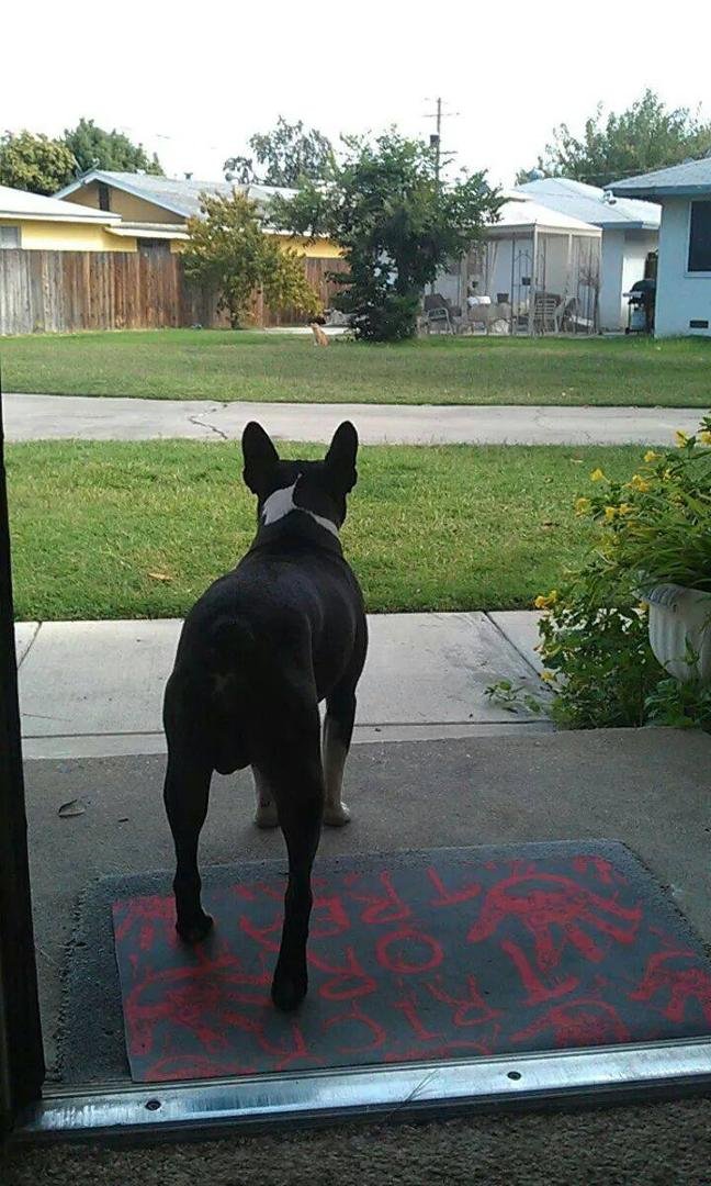 Bo