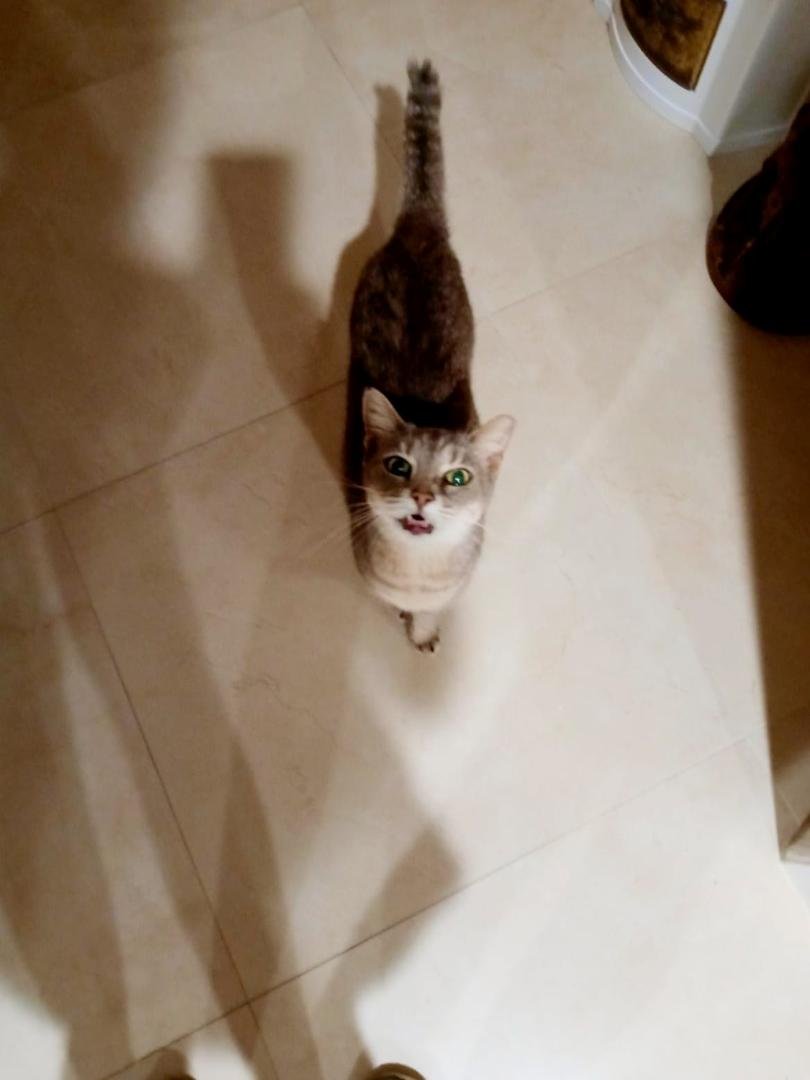 Mini Kaplan's album, Mobile Uploads