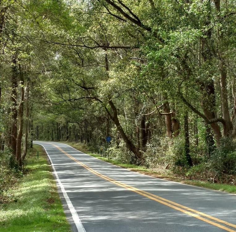 Day 5 of the 7 Day Nature Challenge. Here is one of the many "Canopy Roads" in Leon County. This is looking south into Leon County from Grady County, Georgia, along Meridian Road. The "Canopy" starts at the Florida line. Wi