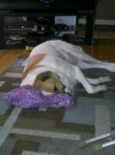 The sentry Sargeant dog! Keepin' momma safe during her recovery!