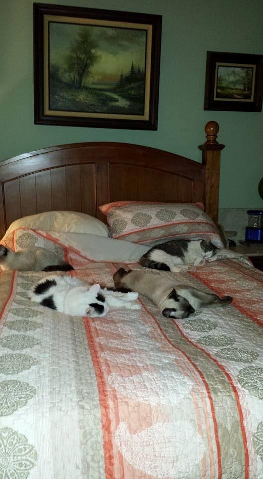 Toby and Sunshine "Mama" by the pillows and Butch and Tuffy in the middle of the bed. Notice there is no room for me. LOL