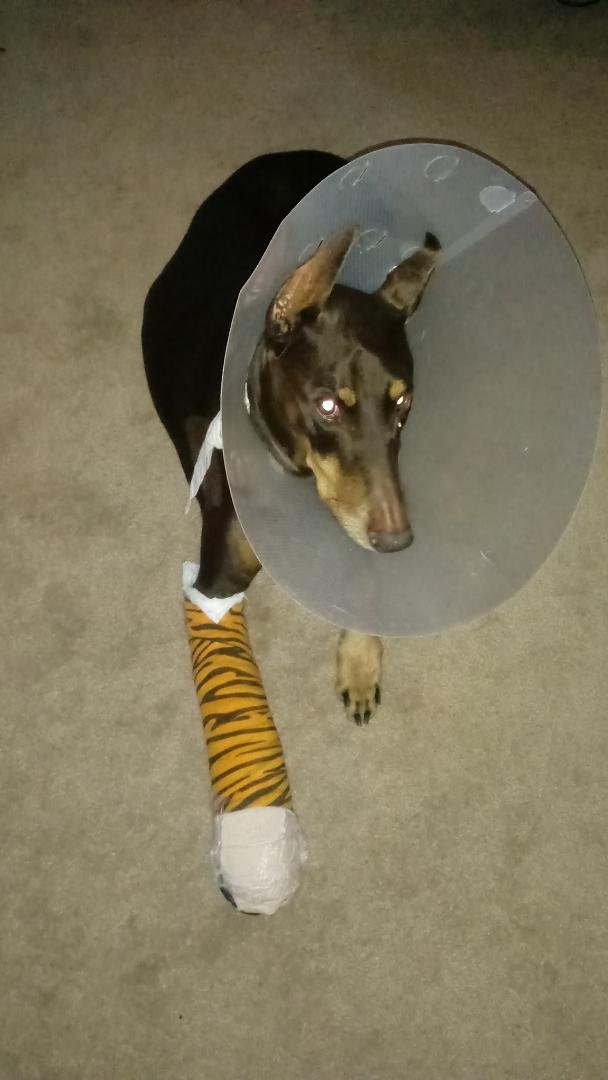 New bandages today.... She's wrapped toight, toight like a tiger!!!