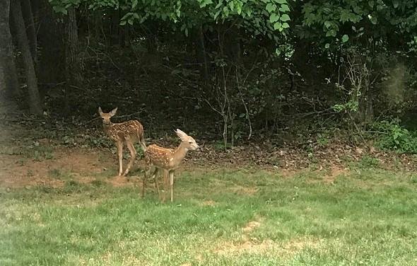 Mother is feeding just out of the picture with her two fawns in my back door yard.