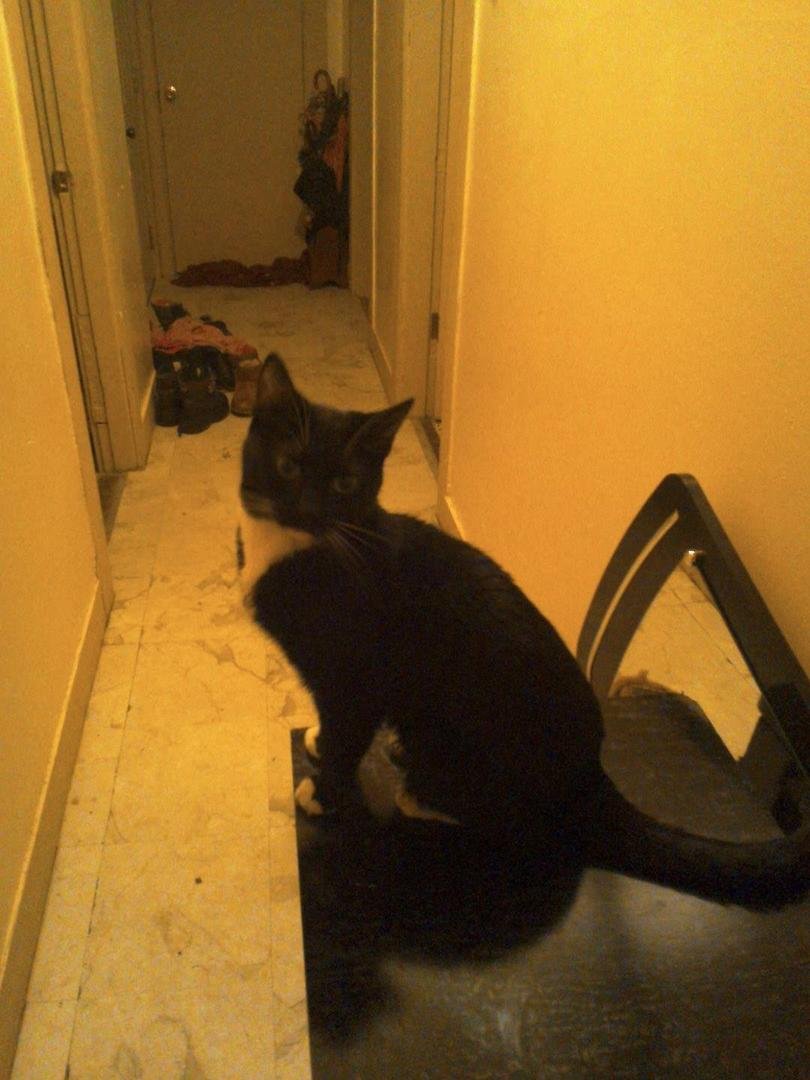 The room cat. Fred.