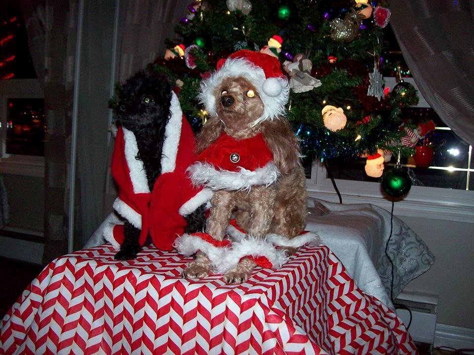 Molly And Cooper wish everyone a Merry Christmas