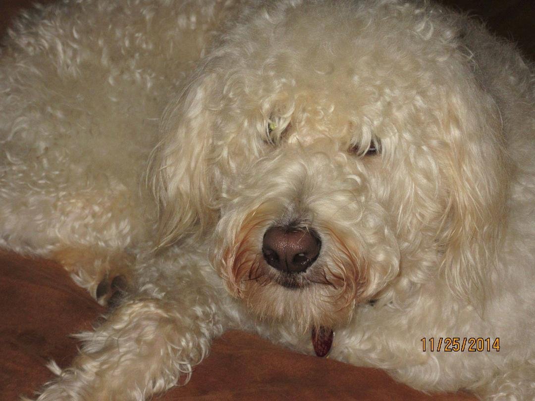 Derek the Dirty Doodle. He desperately needs a grooming session.