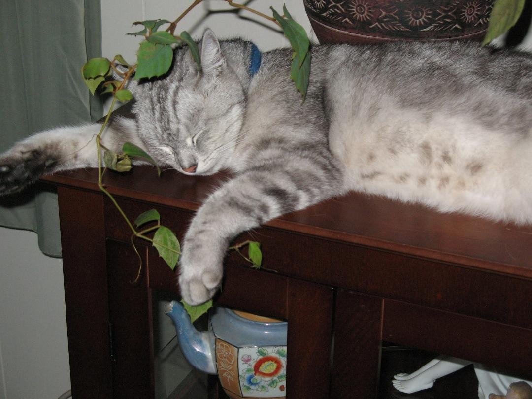 Henry has finally taken over the last of the no-no places, sleeping like an angel. Good-night.