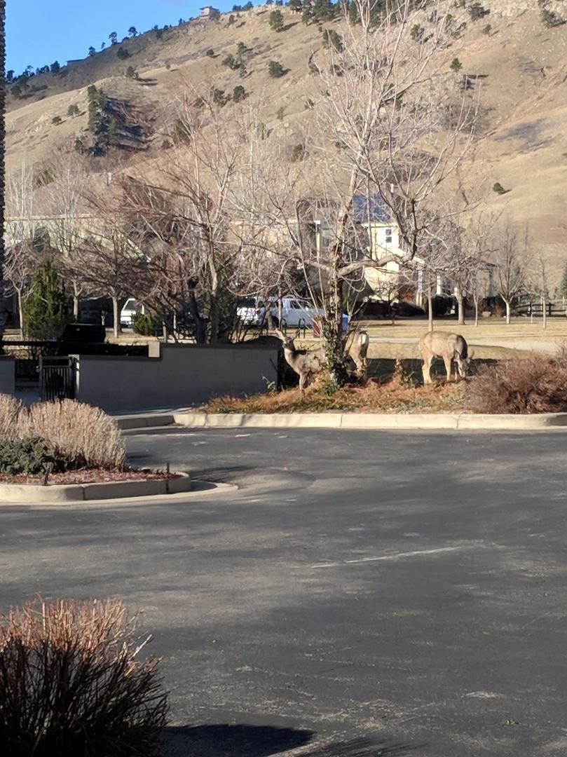 Neighborhood visitors this morning.