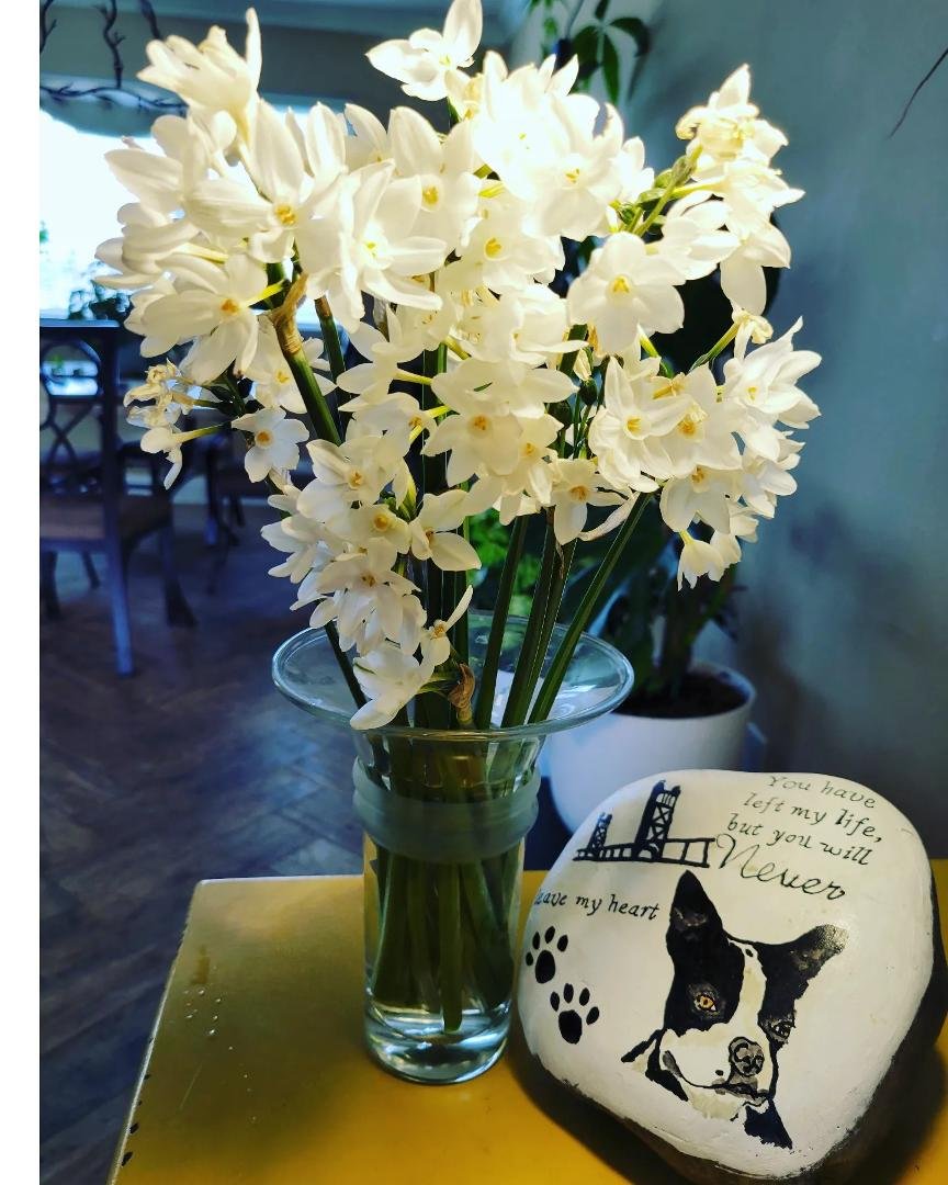 Paperwhites from the yard