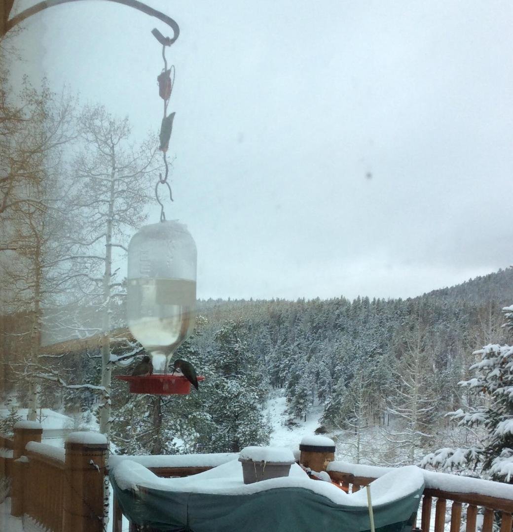 Thursday, May 9th, what! Poor hummingbirds Crazy Spring in Colorado