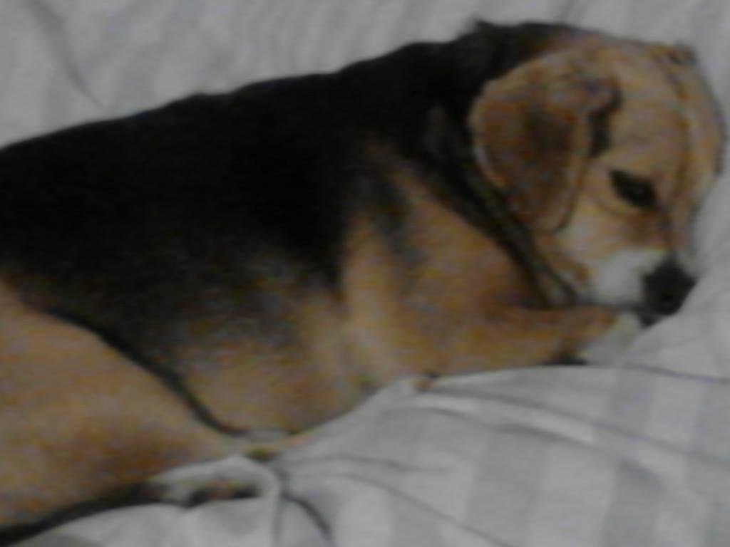 Baylee