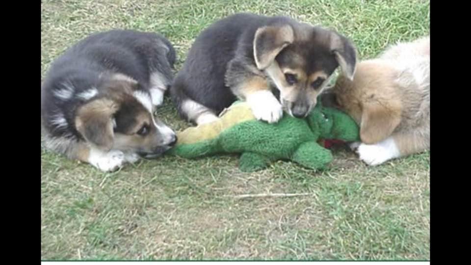 Dog Pack Attacks Gator In Florida
At times nature can be cruel, but there is also a raw beauty, and even a certain justice manifested within that cruelty.
The alligator, one of the oldest and ultimate predators, normally