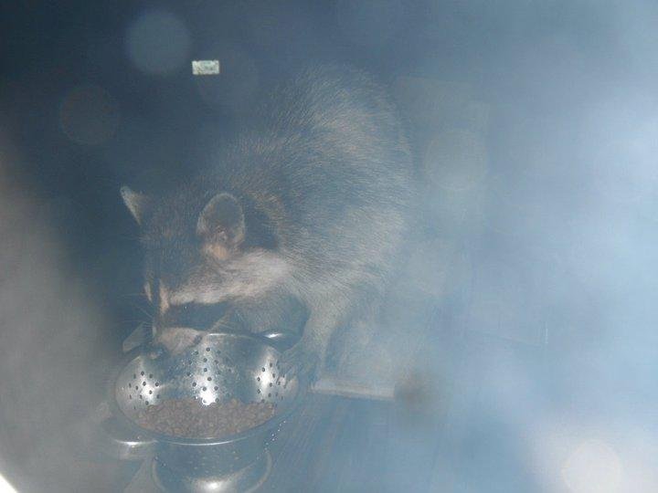 Susan Logan's album, coons and spider