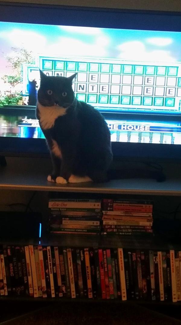 Either Greyson just wants to listen Wheel of Fortune or he's just being annoying.