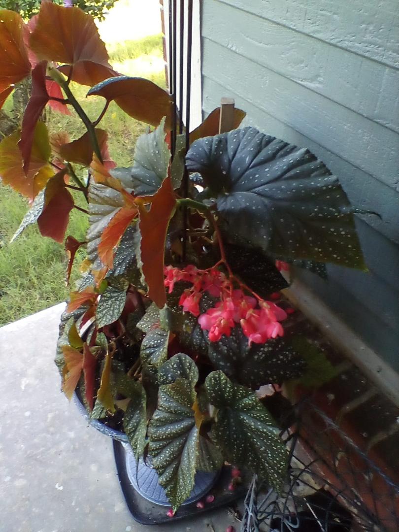 The best my Angel Wing has ever looked. Loves sitting on front porch.