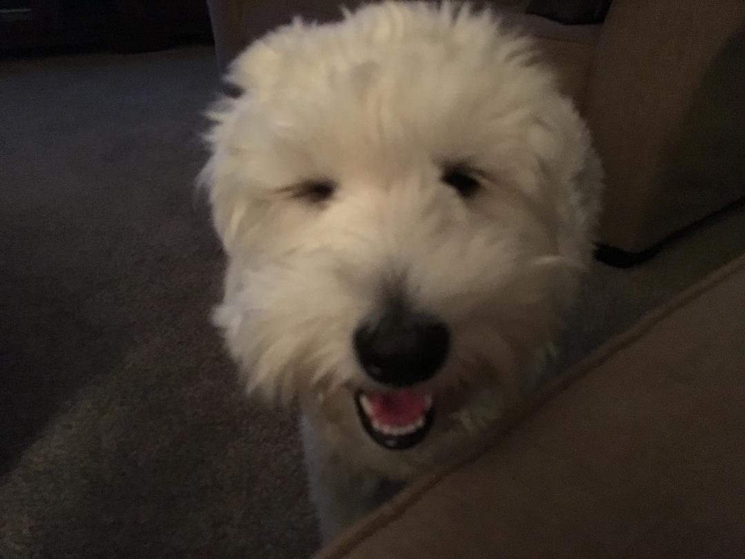 My favorite dog in the whole wide world!!! Winnie the Pooh...