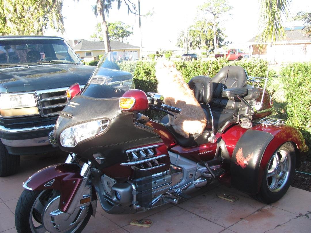 Sadie was mad when Rick and I didn't take her on the ride today. So when I went out to cover the motorcycle she jumped on and would not get off.